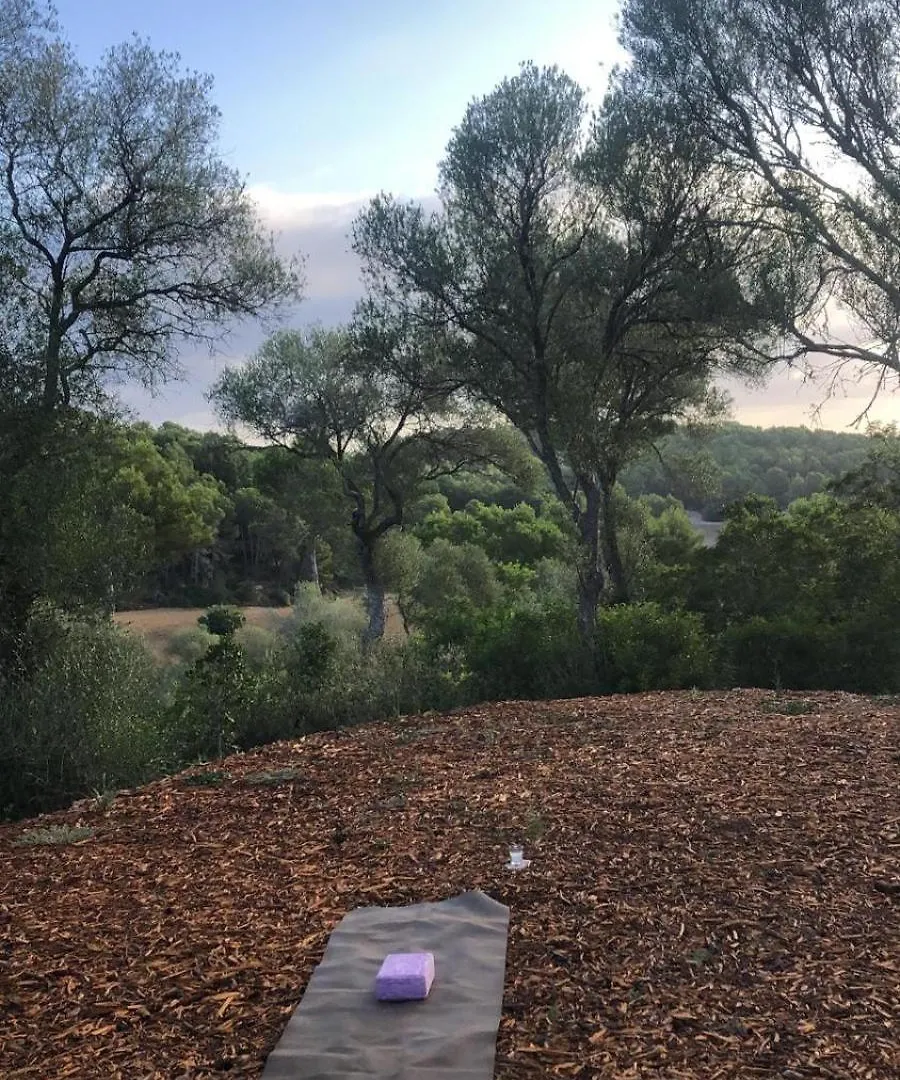 Fincahotel Treurer - Olive Grove & Grand House - Adults Only Algaida