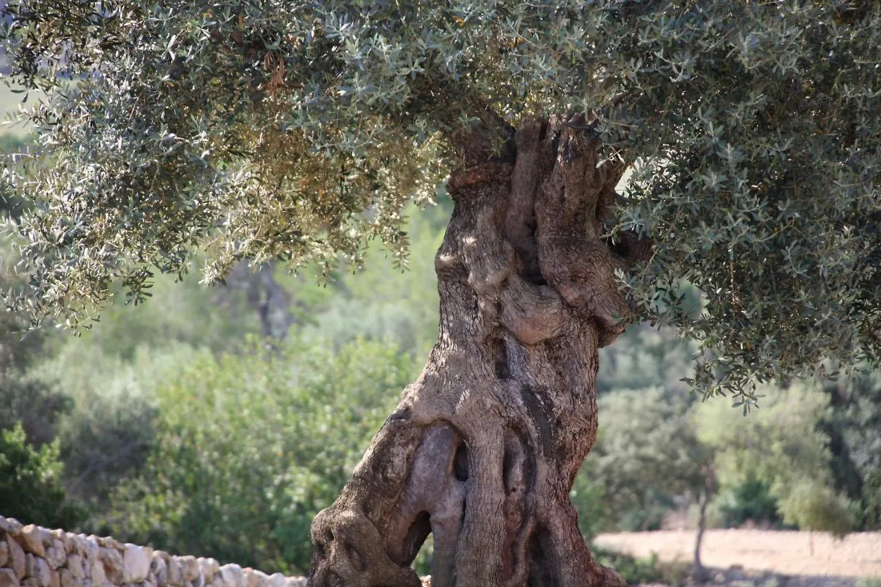 Fincahotel Treurer - Olive Grove & Grand House - Adults Only Algaida  Hotel